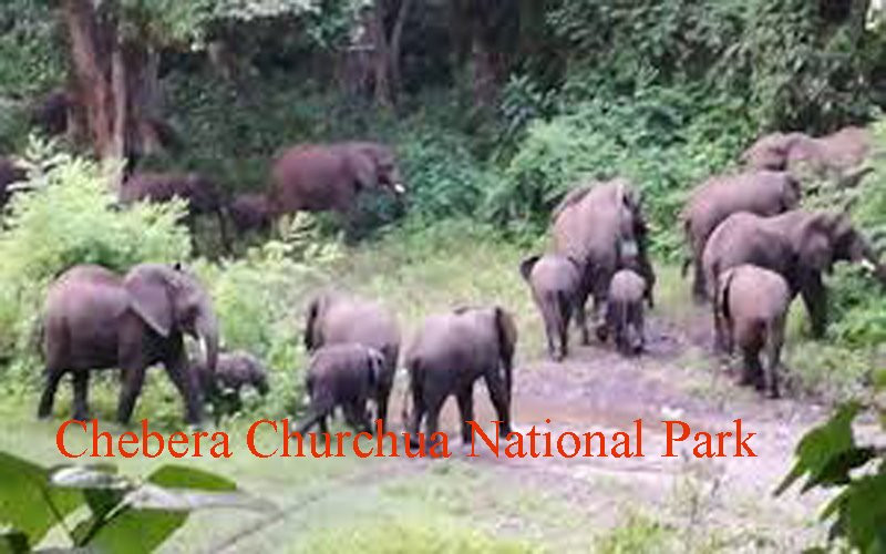 Chebera Churchura National Park景点图片