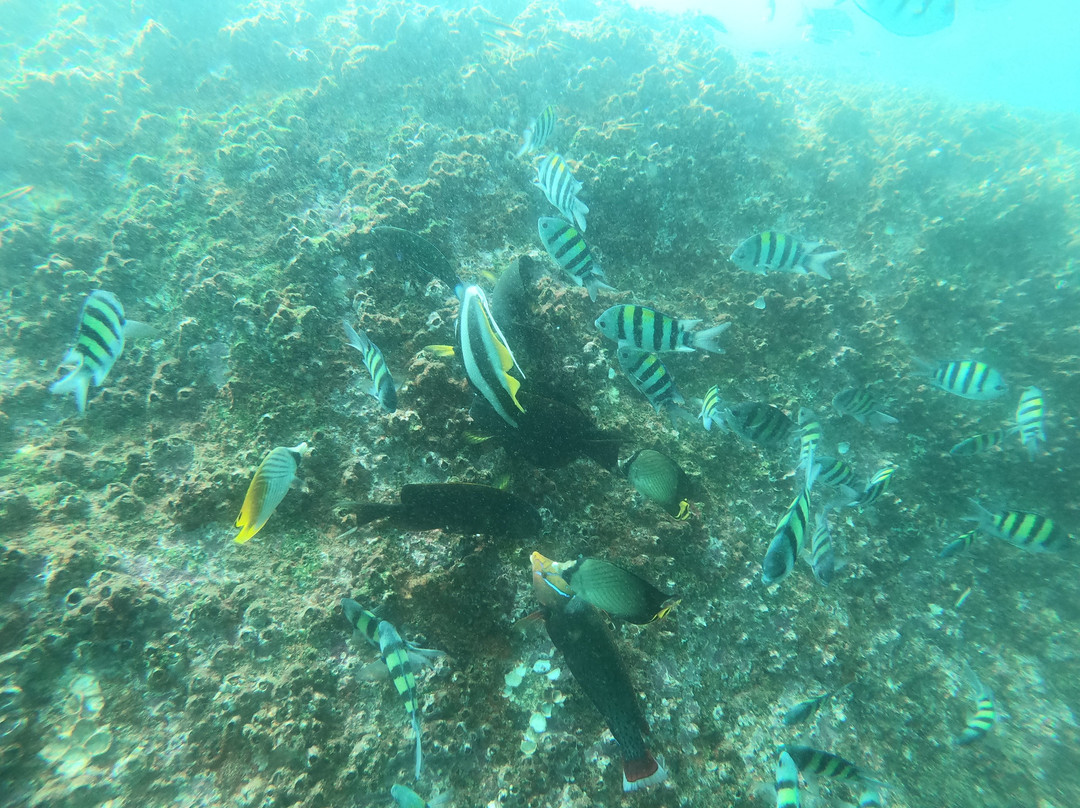 Weligama Bay Dive Center-瓦勒迦玛必去景点