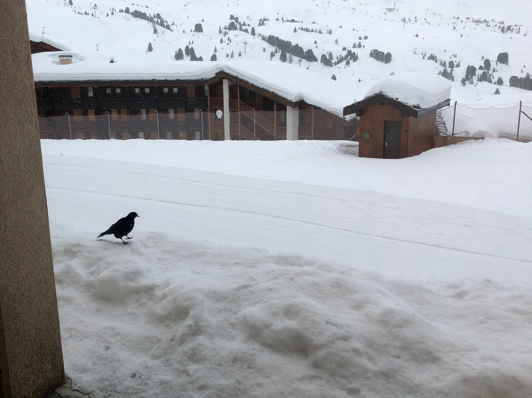 Pv Residence Les Constellations La Plagne Hotel主图