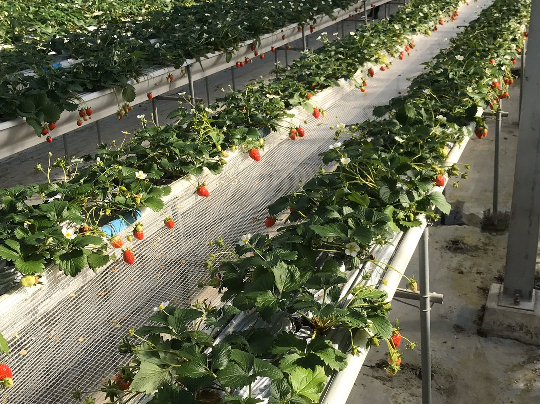 Strawberry Farm-寒河江市必去景点