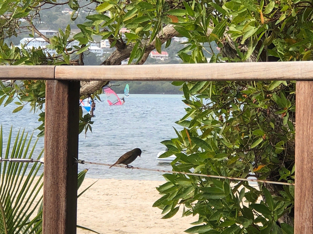 马提尼克酒店住宿-Club Med Les Boucaniers - Martinique