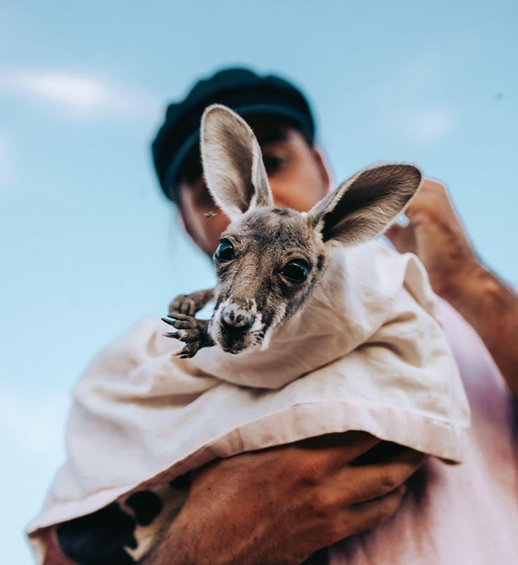 The Kangaroo Sanctuary-爱丽斯泉必去景点