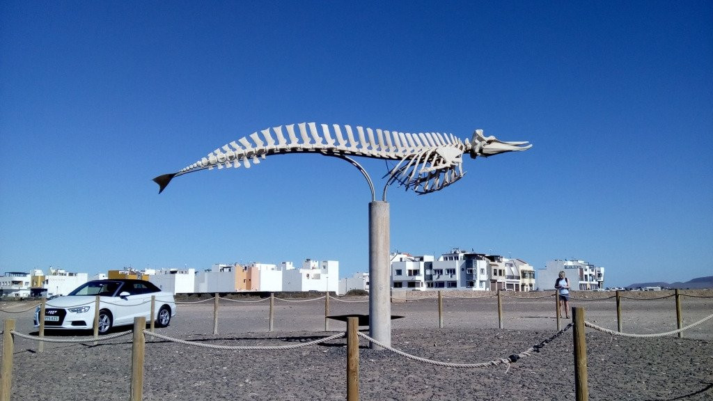 Cuvier's Beaked Whale Skeleton景点图片