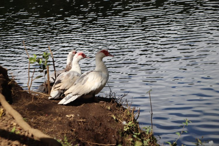 Laguna de Fraijanes Recreational Park景点图片