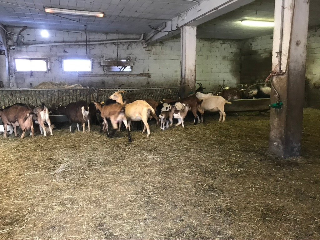 Chèvrerie de Villarenger-圣马丁贝尔维尔必去景点