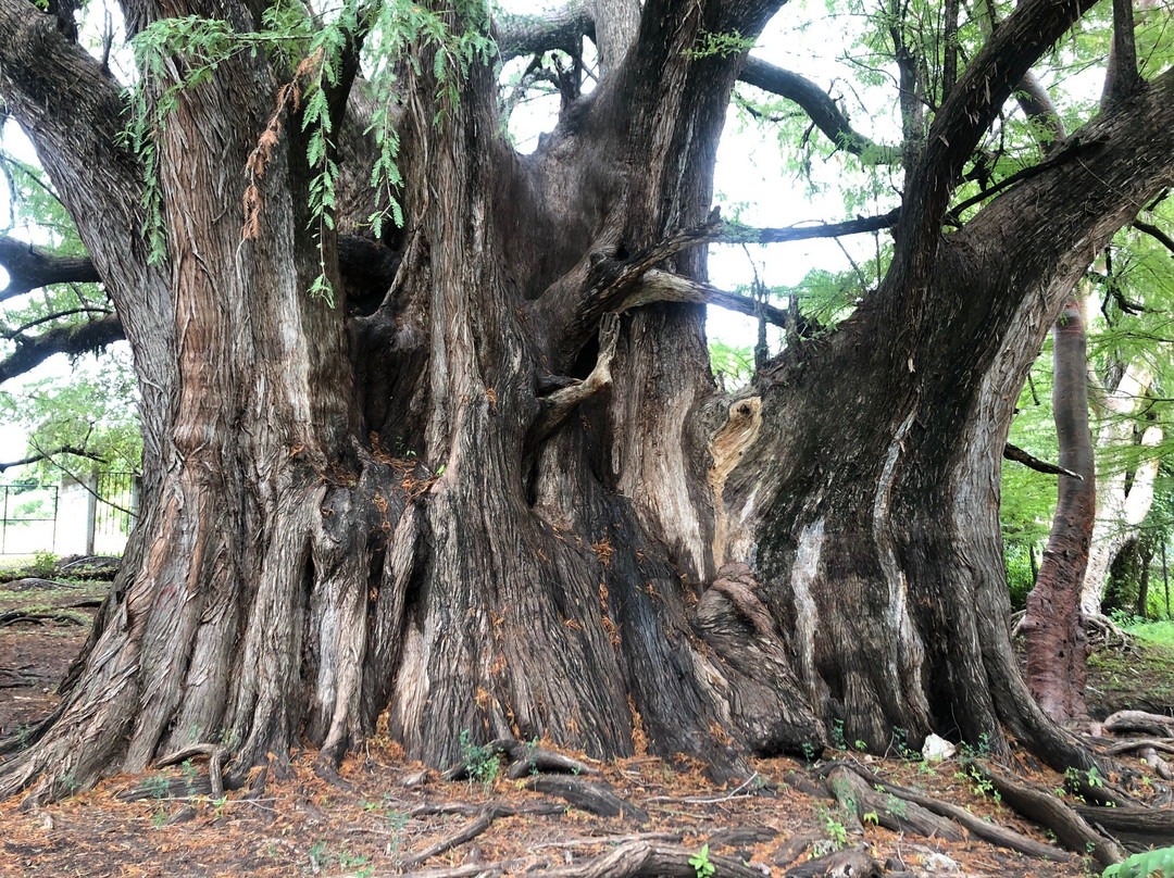 Arbol Milenario-Arroyo Seco必去景点