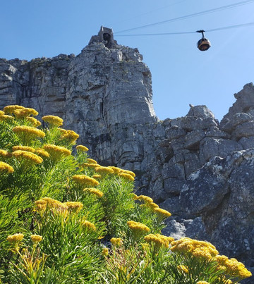 India Venster-开普敦中心区必去景点