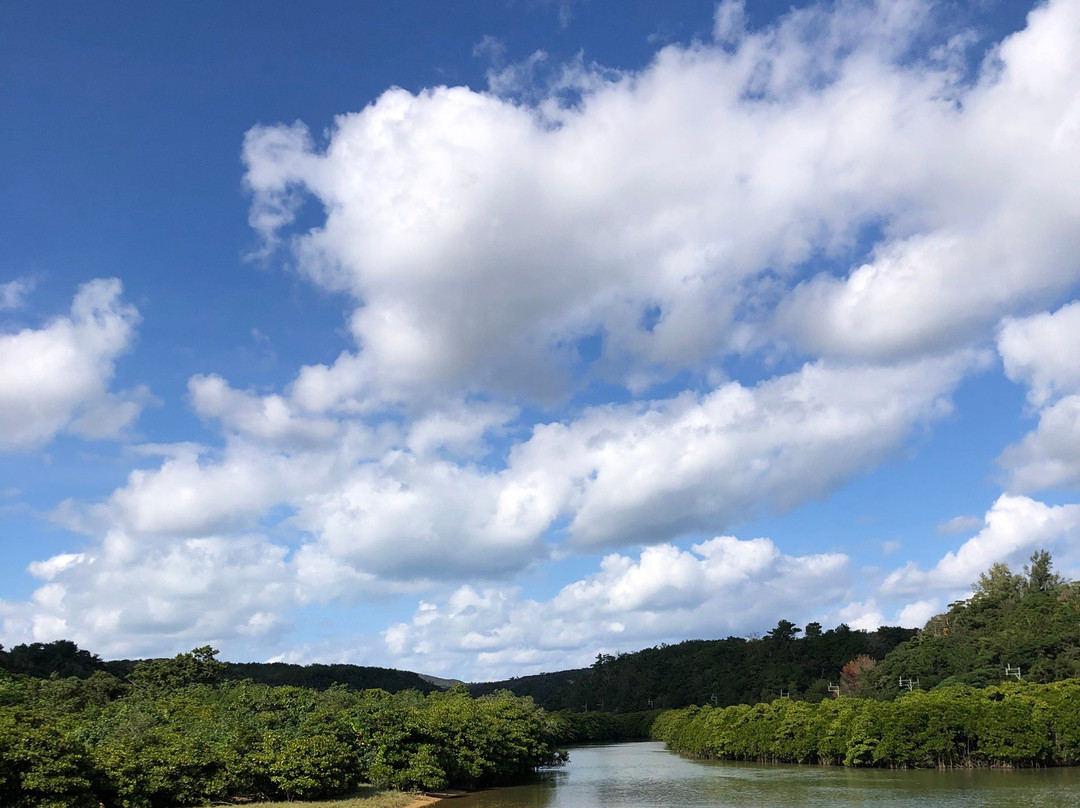 Gesashi Bay's Mangrove Forest景点图片