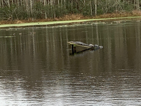 Audubon Swamp Garden, at Magnolia Plantation and Gardens-查尔斯顿必去景点