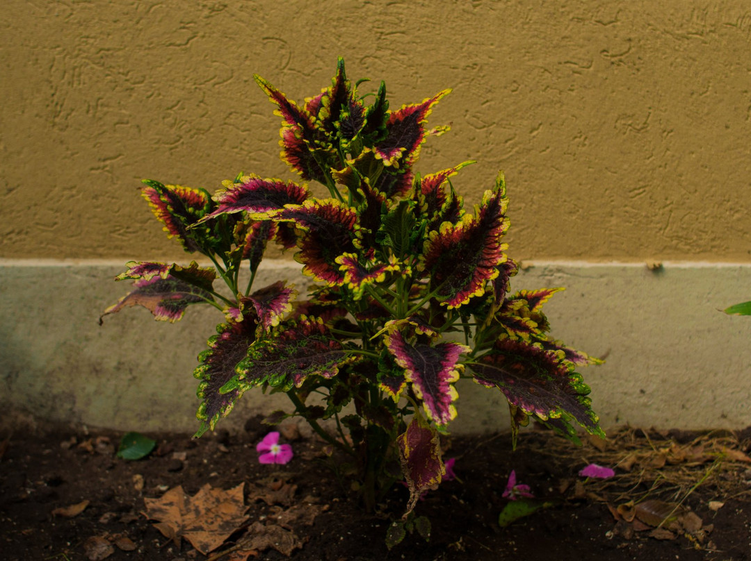 Hostel Casa Borges主图