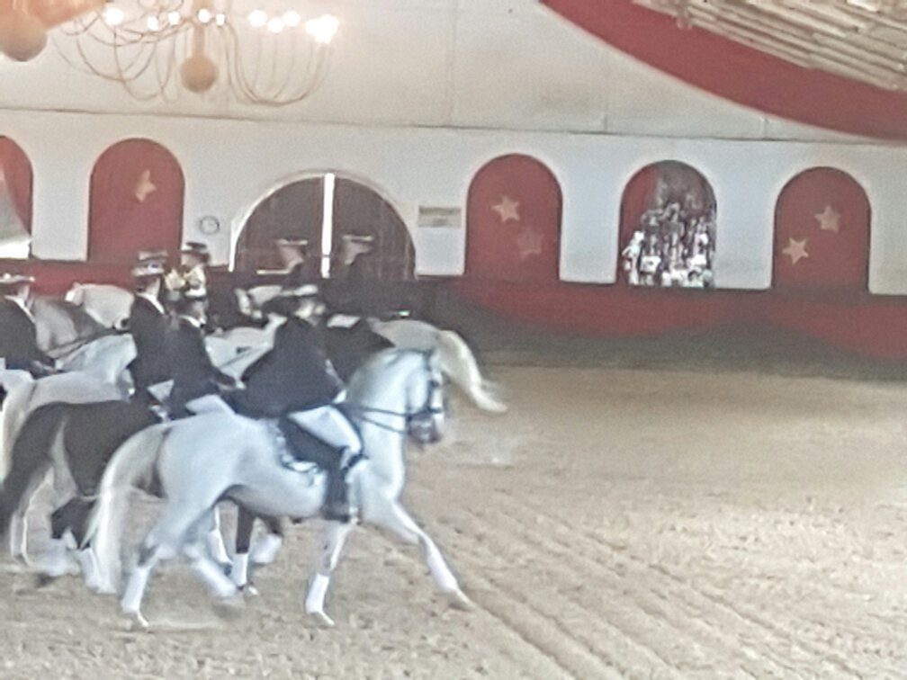 The South African Lipizzaners景点图片