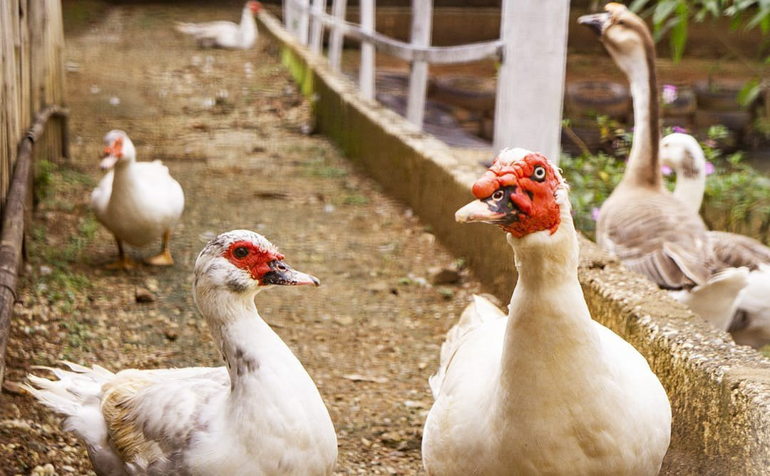 Comunidade Anuncia-Me-瓜拉廷格塔必去景点