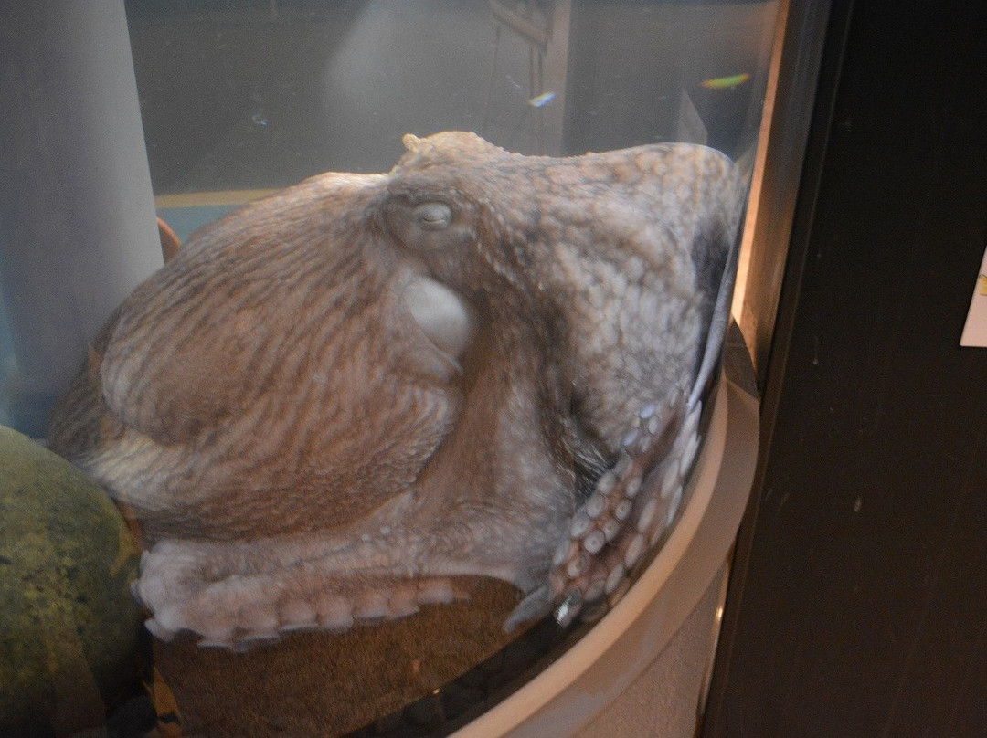 Puku Puku Aquarium Honten-钏路町必去景点