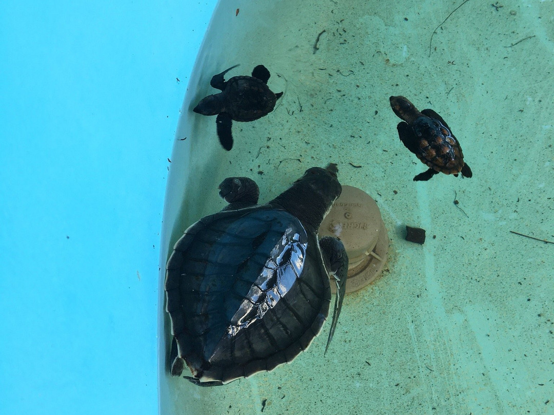 Museu das Tartarugas - ONG Ecoassociados-嘎林海斯港必去景点