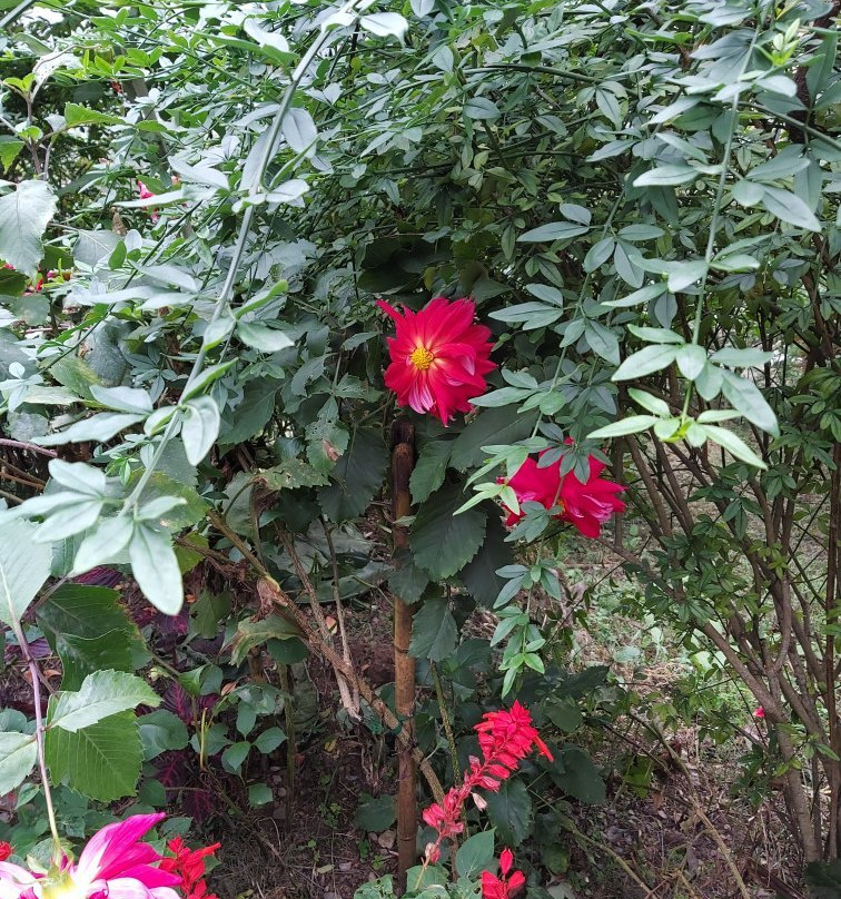 Namchi Ropeway-Namchi必去景点