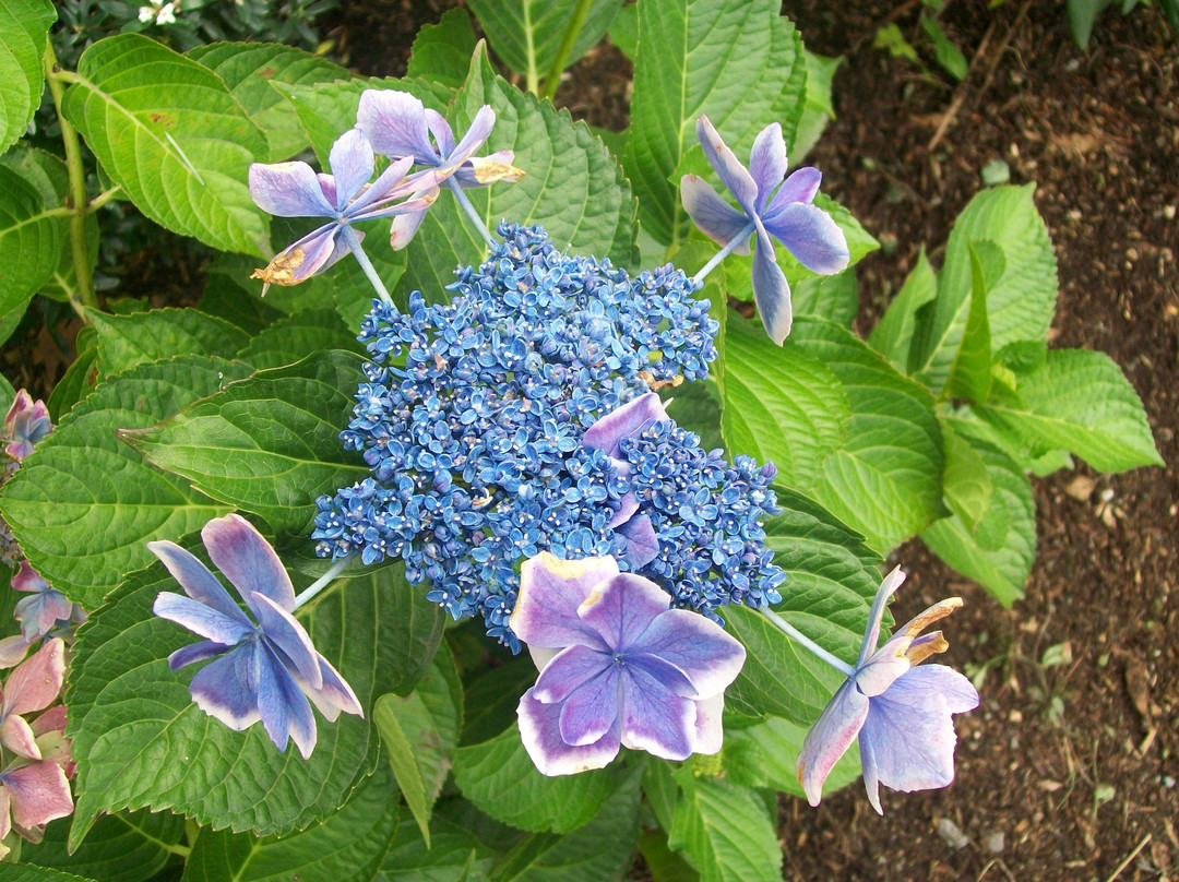 Highline SeaTac Botanical Gardens景点图片