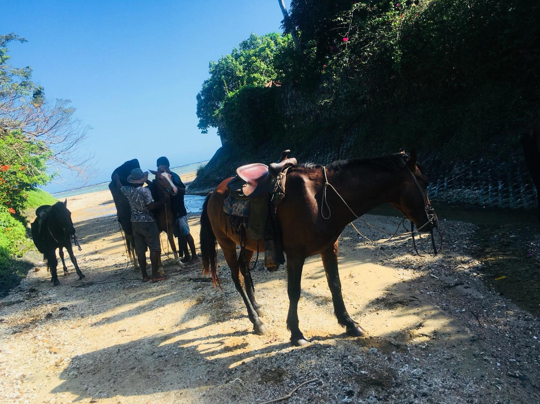Maui Bay Horse Riding Adventure-苏瓦必去景点