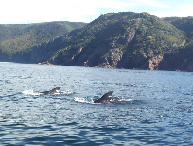 Whale Cruisers景点图片