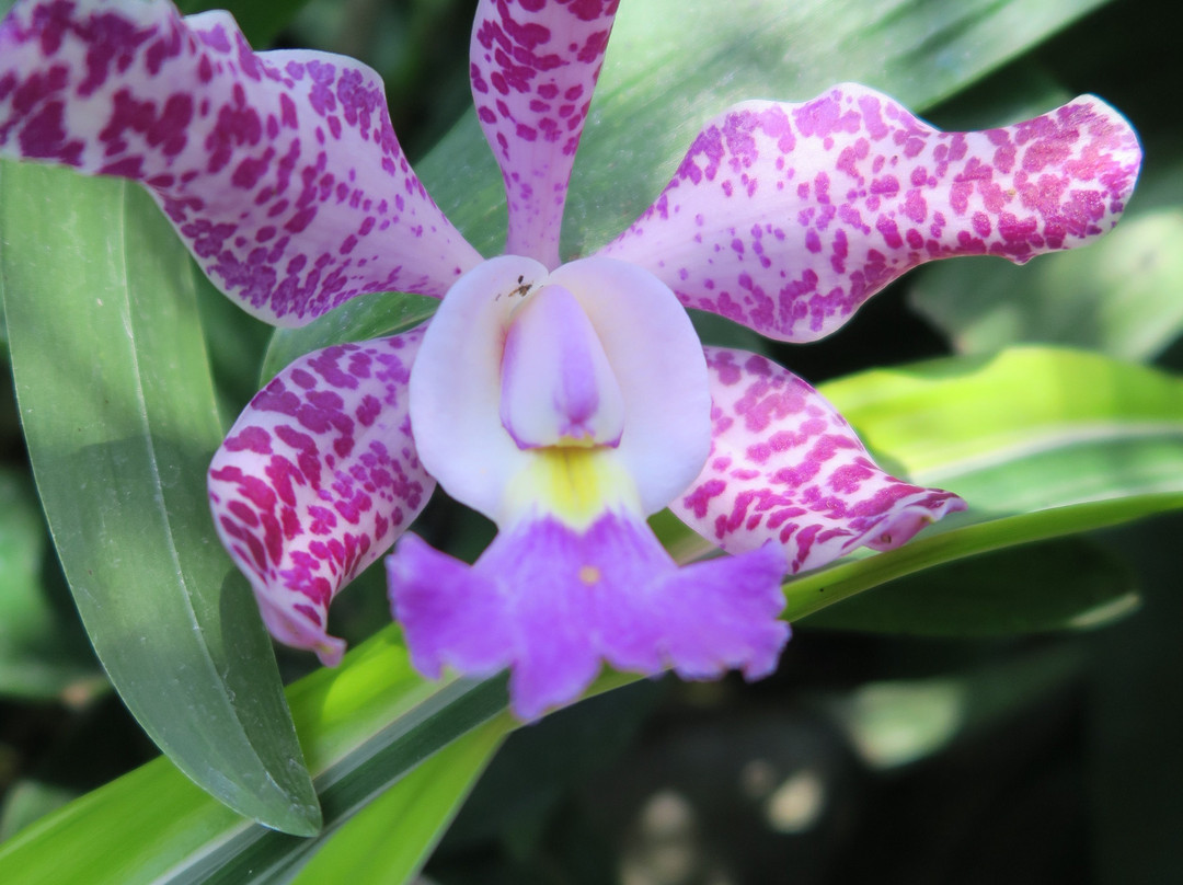 Niagara Parks Floral Showhouse-尼亚加拉大瀑布必去景点