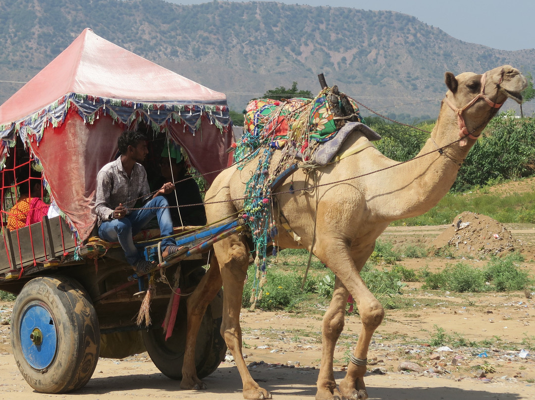 Mahadev Camel Safari景点图片