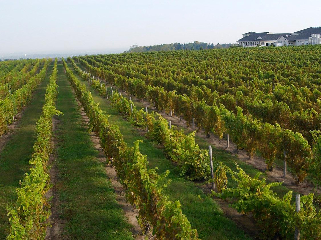 Casa Larga Vineyards景点图片