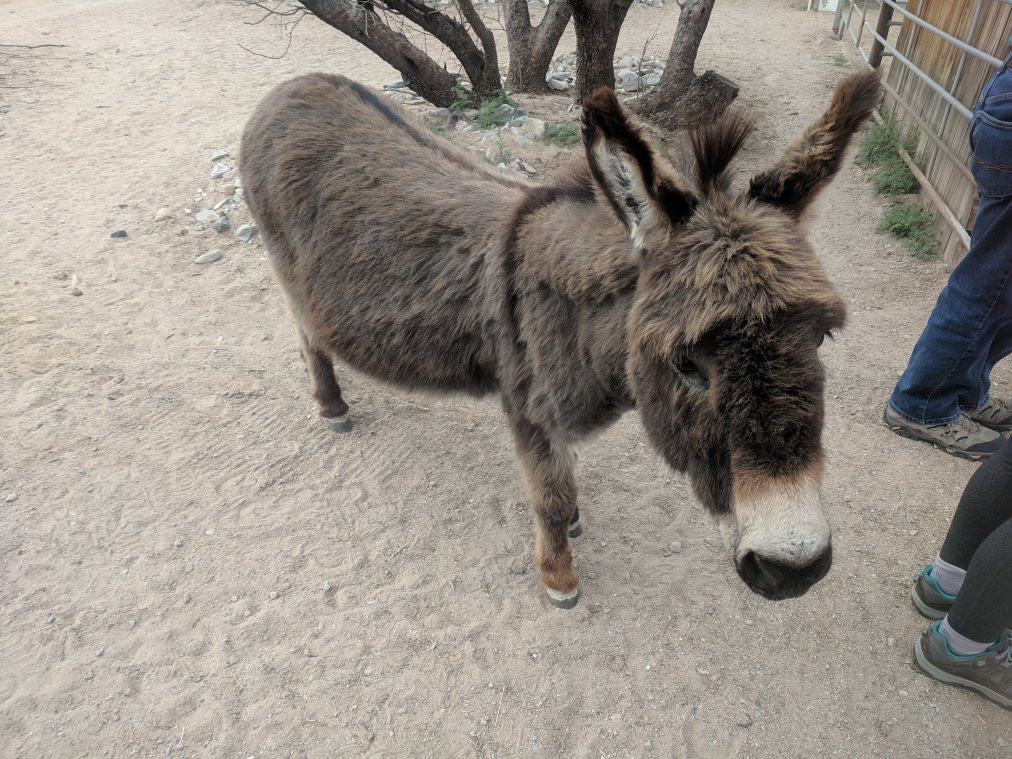 Benson旅游景点-Forever Home Donkey Rescue