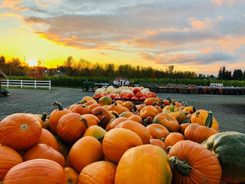 Carbonado旅游景点-Maris Farms