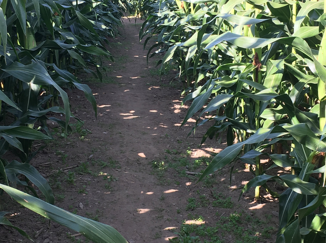 Portsmouth旅游景点-Escobar Corn Maze