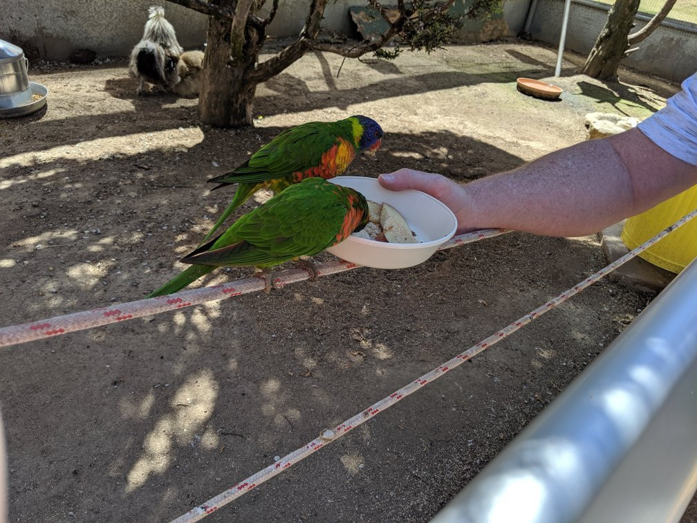 Canberra Walk in Aviary景点图片