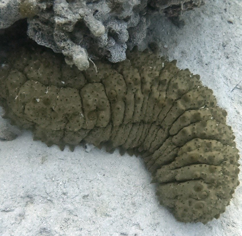 Crazy Waves Diving Club-赫尔格达必去景点