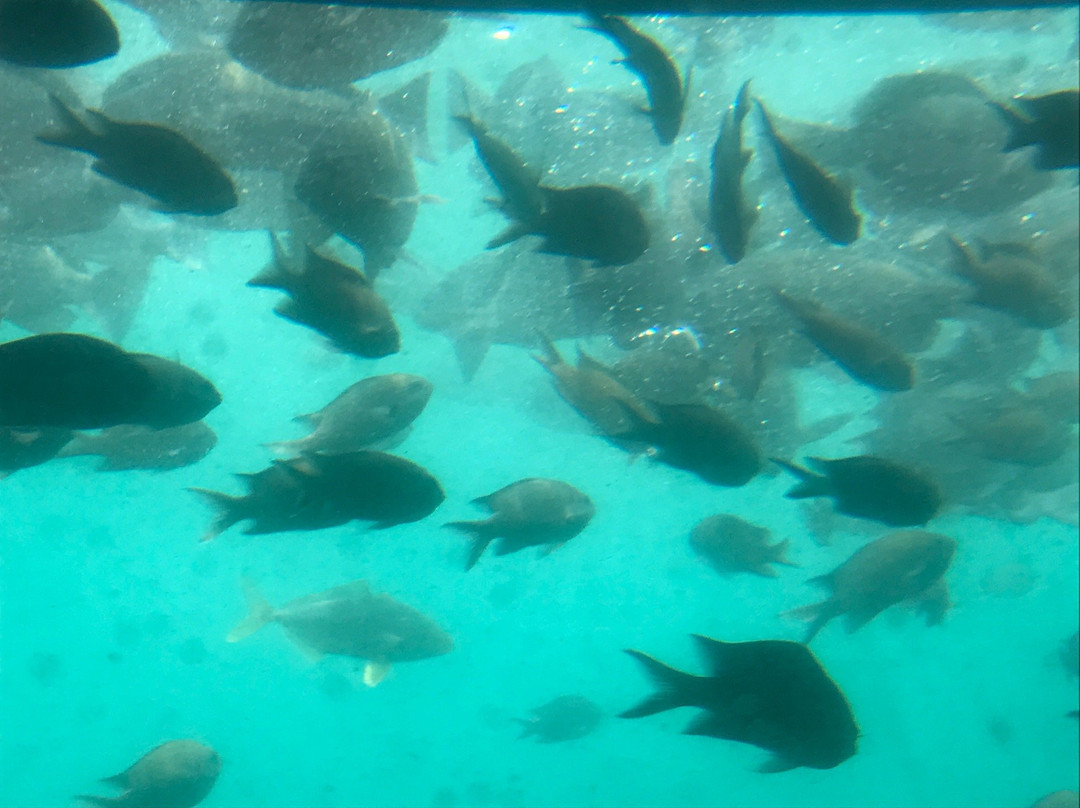 Nijiiro Sakana Go-三浦市必去景点