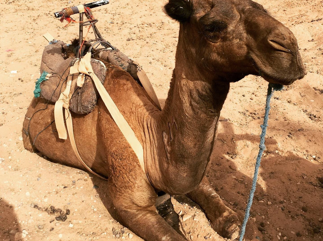 Souaken Tour-瓦尔扎扎特必去景点