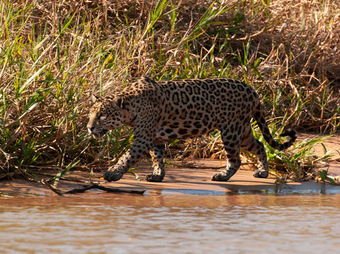 O Pantaneiro Tour-波科内必去景点