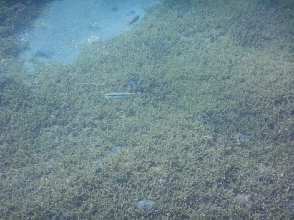 Maman Dlo-Saint-Pierre必去景点