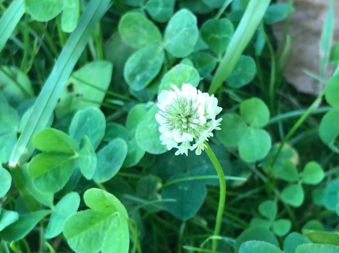 Yamazi Pension主图