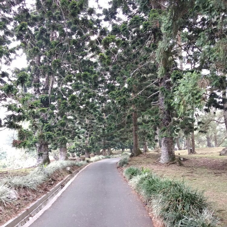 Cibodas Botanical Garden-Cianjur必去景点