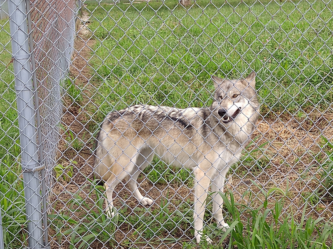 Wolf Park-Battle Ground必去景点