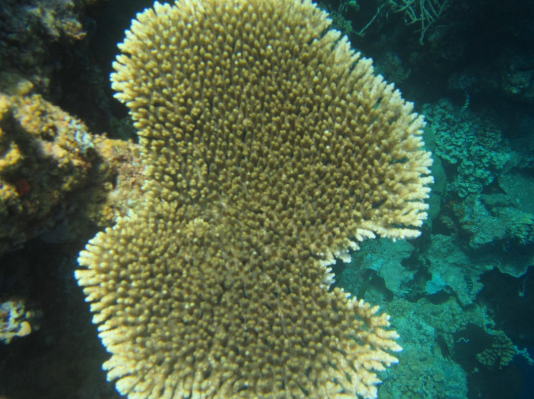 Snorkeling Menjangan Island景点图片