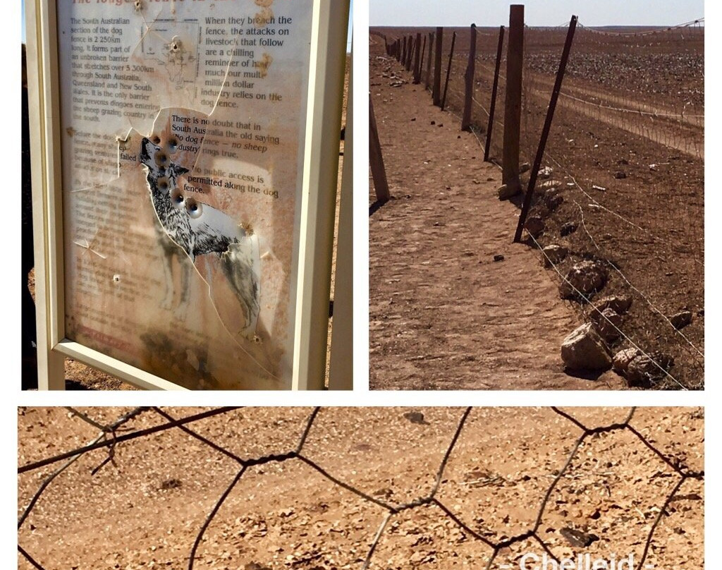 Dog Fence-库伯佩迪必去景点