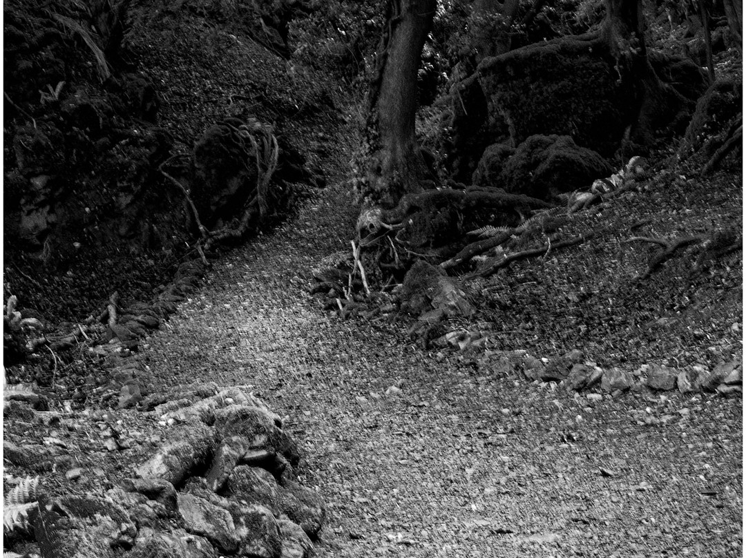 The Secret Forest-Clearwell必去景点