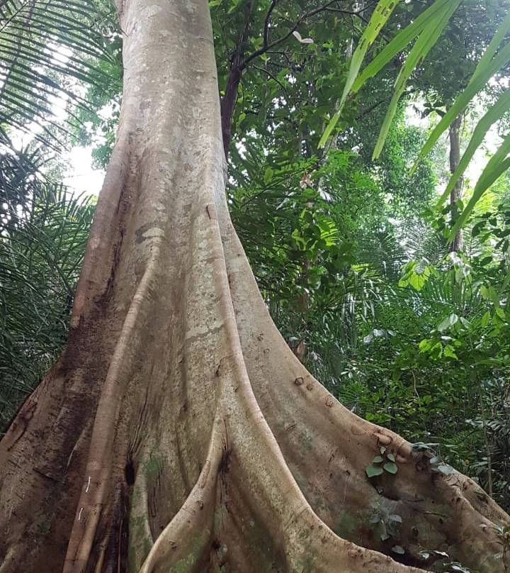 Galungan Waterfalls Trekking-新加拉惹必去景点