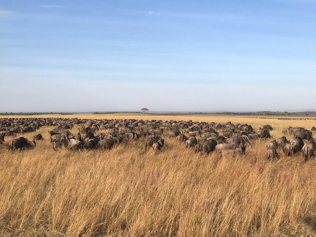 Mara Sun Lodge主图