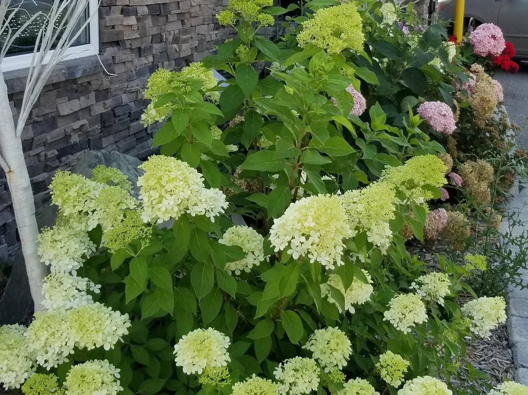 The Sleepy Owl主图