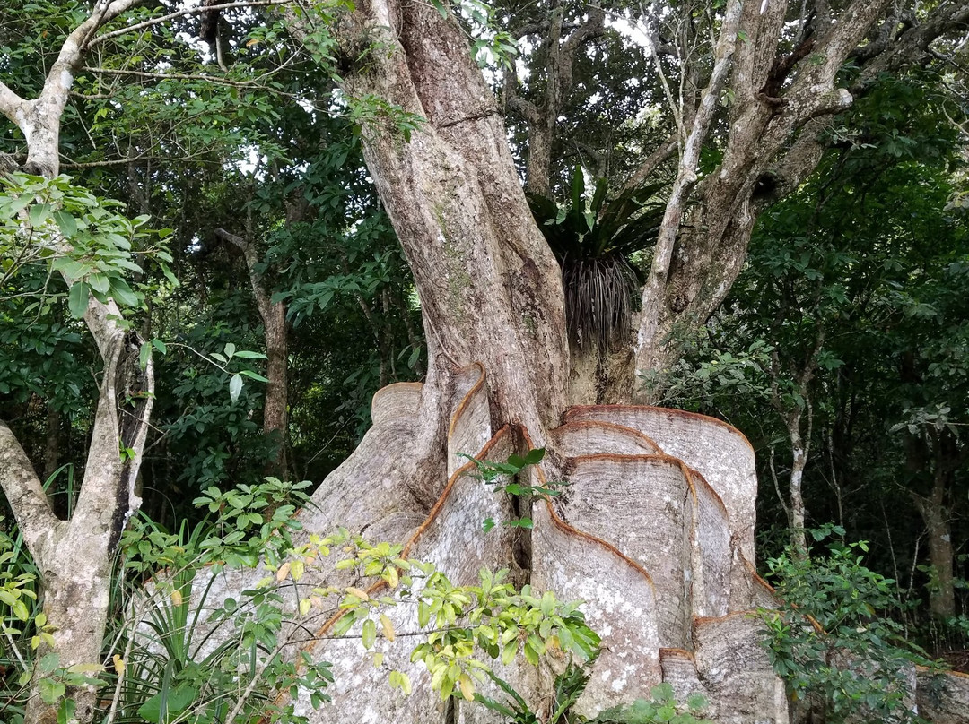 Heritiera Littoralis Tree of Nakama River-竹富町西表岛必去景点