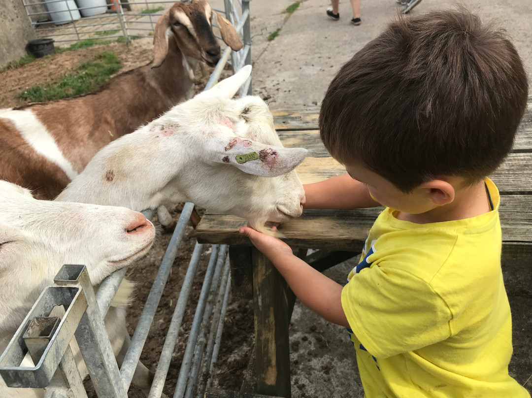 Dartington Dairy @ Old Parsonage Farm-Dartington必去景点