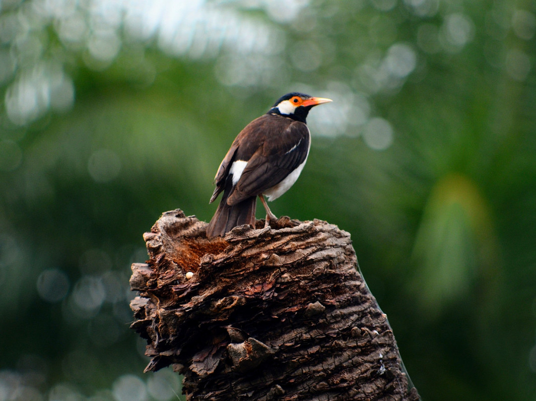 Surajpur Bird Sanctuary景点图片