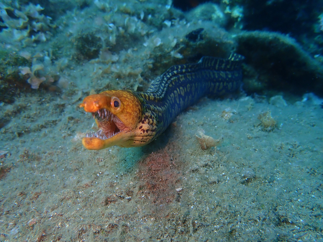 Hippocampus Dive Centre-巴厘必去景点