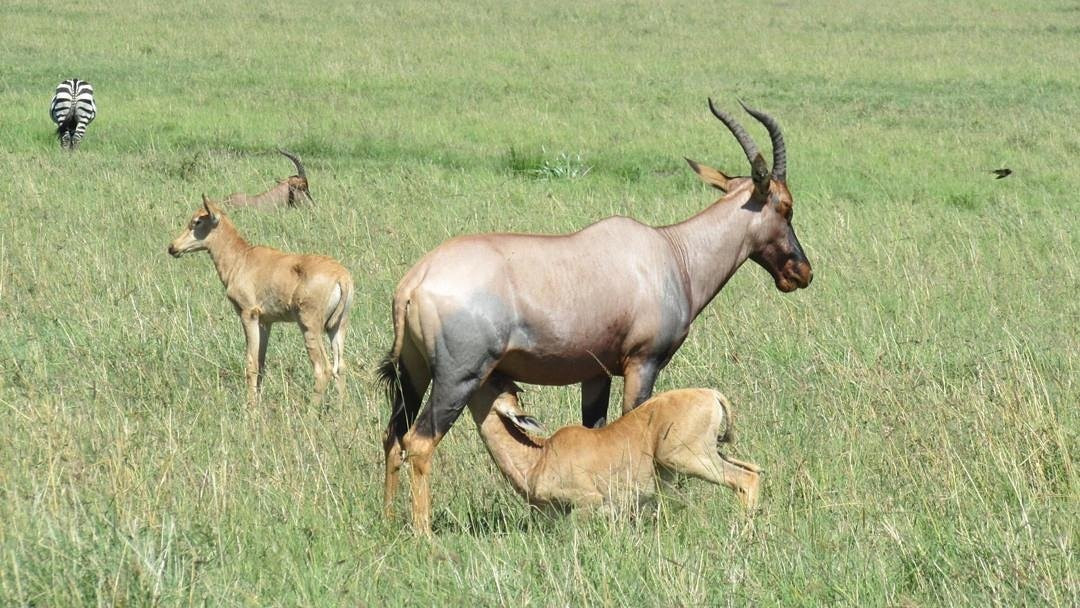 Grumeti River-塞伦盖蒂国家公园必去景点