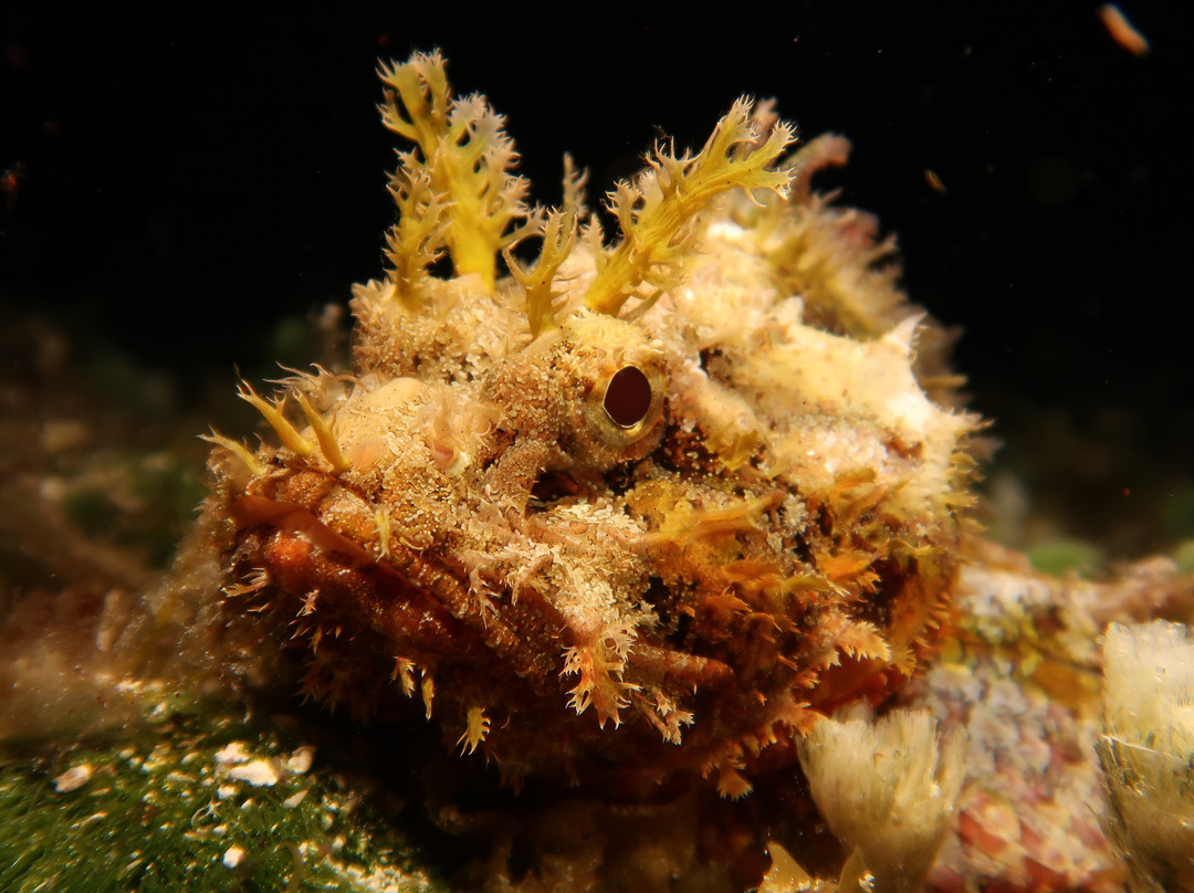 Paradise (Paraiso) Reef-考祖梅必去景点