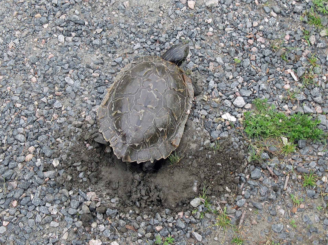 Massasauga Provincial Park-帕里桑德必去景点